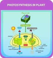 Diagram showing process of photosynthesis in plant vector
