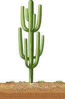 Isolated green cactus for decor vector