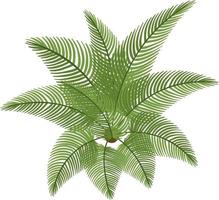 Top view of cycad isolated on white background vector