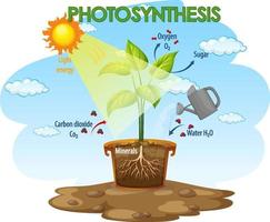 Diagram showing process of photosynthesis in plant vector