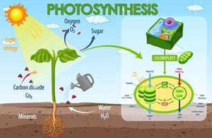 Diagram showing process of photosynthesis in plant vector
