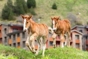 potros en un prado de verano. foto