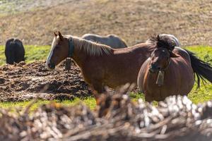 Etapa rural con caballos en los campos de canillo en andorra foto