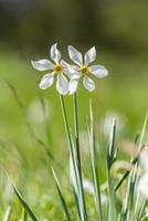 Grandalla. Narcissus poeticus Symbolic flower of Andorra