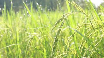arroz balançando ao vento em arrozal. campo de arroz hom mali localizado no interior da Tailândia. video