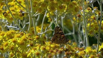 Honigbienen und Schmetterling sammeln Pollen auf gelben Sommerblumen video
