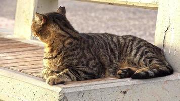 Curieux chat errant tigré regardant sur un banc en béton