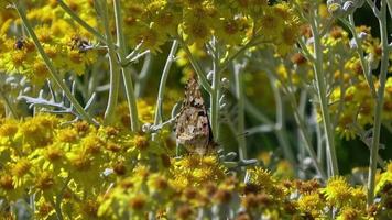 Honigbienen und Schmetterling sammeln Pollen auf gelben Sommerblumen video