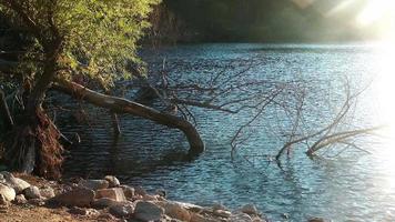 água do lago com árvore morta video
