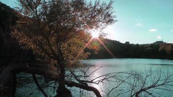 água calma do lago e árvore video