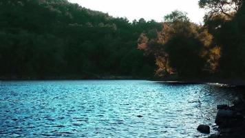 árbol y agua tranquila del lago video