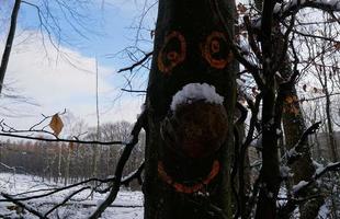 hermoso invierno blanco en el bosque, ramas heladas con nieve y cara divertida natural del árbol. foto