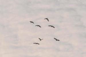 A flock of cattle egrets are flying in the field photo