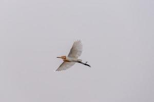 A Cattle egret flying in the air photo