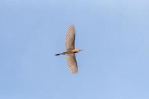 A Cattle egret flying in the air