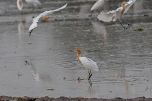 Cattle egrets stay in the fields for food, rest and fly photo