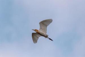 A Cattle egret flying in the air photo