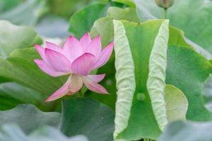A pink lotus flower on a green lotus leaf background
