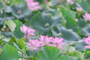 There are many pink lotus flowers in the lotus pond photo