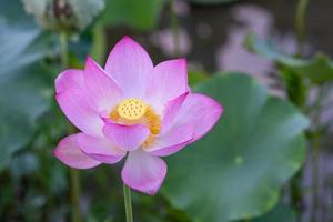 A pink lotus flower on a green lotus leaf background