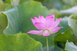 A pink lotus flower on a green lotus leaf background photo