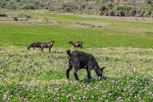 Sheep graze on the grass in the field photo