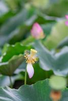 There are many pink lotus flowers in the lotus pond photo