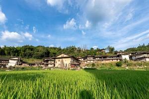 en verano, el arroz en los arrozales en el campo foto