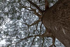 Tall trees with strange looks in the park photo