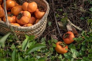 The red persimmons in the basket on the grass