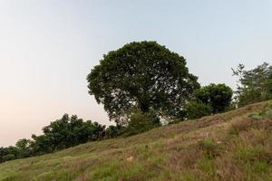 Tall trees with strange looks in the park photo