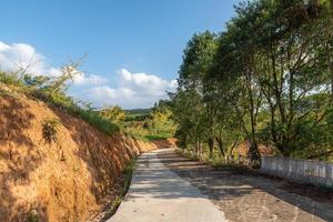 The leaves of ginkgo trees on the hillside turn yellow in autumn photo