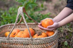 Take out a persimmon from the persimmon basket by hand