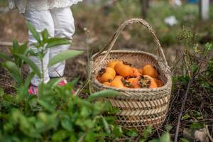 The red persimmons in the basket on the grass photo