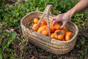 Take out a persimmon from the persimmon basket by hand photo