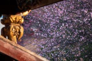 las flores de ciruelo rosa en los templos budistas están abiertas