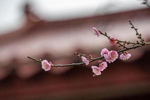 Cerca de una flor de ciruelo rosa foto