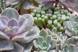 All kinds of small and lovely succulent plants photo