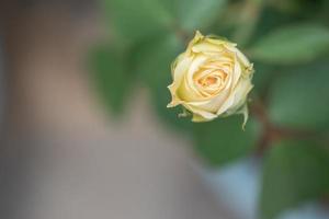 Yellow roses on a green background photo