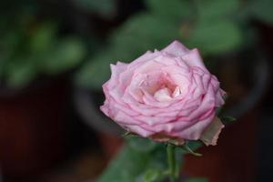 Pink roses on a green background photo