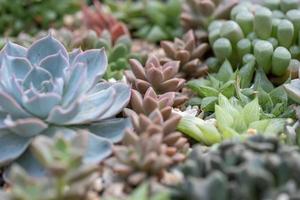 All kinds of small and lovely succulent plants photo