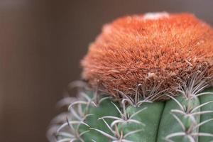 todo tipo de plantas suculentas pequeñas y encantadoras foto