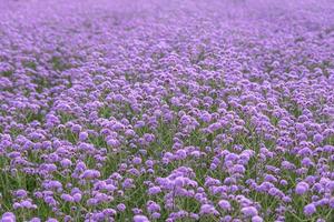 Purple Verbena in the field photo