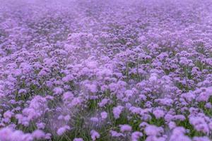 Purple Verbena in the field photo