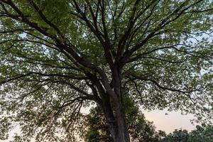 Tall trees with strange looks in the park photo