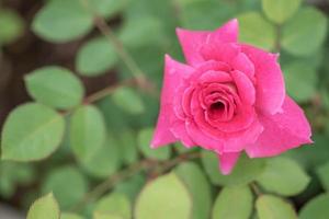 The red roses are in the garden of the park against the green background photo