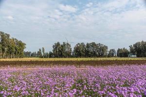 los campos están cubiertos de verbena púrpura y turbinas de viento foto