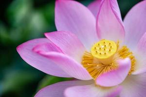 loto rosa en el estanque de loto de verano foto