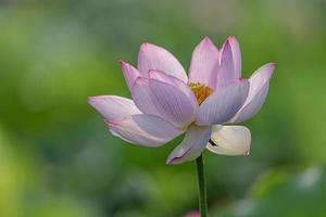 loto rosa en el estanque de loto de verano foto