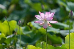 The pink lotus blossoms in summer photo